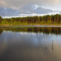На старом торфяном озере... :: Фёдор Куракин