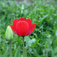 Красный тюльпан. :: Николай Николаевич 