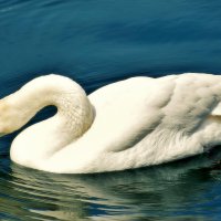 А белый лебедь на пруду. :: Татьяна Помогалова