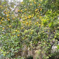 Лимоны в Израиле :: Елена 
