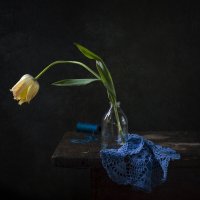 Одинокий тюльпан. :: Оксана Евкодимова