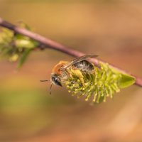 Земляная пчела  собирает пыльцу :: Дарья Меркулова