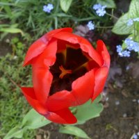 Красный тюльпан :: Наиля 