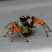 Самец паука-скакунчика Philaeus chrysops поймал тлю. :: Константин Штарк
