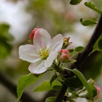 Яблони цветут в Свенском саду :: Евгений 