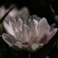 Белые тюльпаны :: Ольга Лави