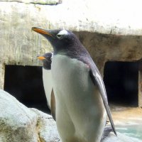 Паруанский пингвин. :: Николай Николаевич 