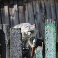 ОСТОРОЖНО, ВО ДВОРЕ ЗЛАЯ КОШКА :: Юрий Вовк