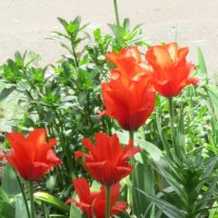 Красные тюльпаны огнём горят :: Дмитрий Никитин