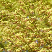 Японский клён весной Клён дланевидный(Acer palmatum) :: Alm Lana