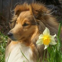 Весна пришла! :: Romashka Ольга