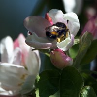 Цветущий май. :: Владимир Безбородов