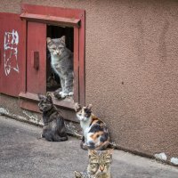 Бездомное семейство кошачьих :: Игорь Сарапулов