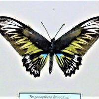 на выставке живых бабочек  бабочки были не только живые... :: Елена Шаламова
