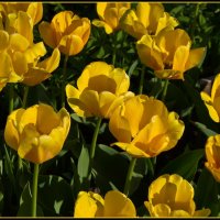 Солнечные тюльпаны :: lady v.ekaterina