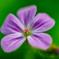 красивый цветочек в лесу :: Александр Леонов