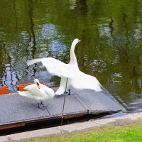 Пара белых лебедей :: Андрей Игоревич