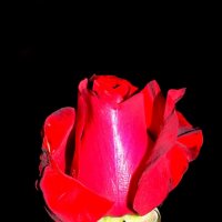 Вечерняя роза :: Константин Штарк
