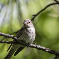 Птичка на веточке. Серая мухоловка :: Анна Иларионова