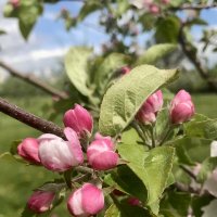 Прогулка по Коломенскому - яблоневый сад :: Pippa 