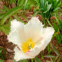 Тюльпан в нашем саду :: ГЕНРИХ 