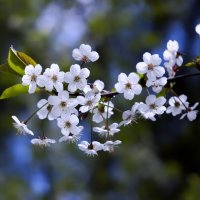 цветение вишни :: Zinovi Seniak