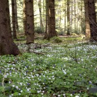 Весенние цветы в лесу. :: Николай Мурыгин