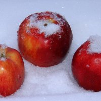 Яблоки на снегу :: Штрек Надежда 