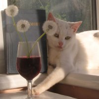 "Пить так пить!" - сказала кошка, чтобы депрессию убить... :: Alex Aro Aro Алексей Арошенко