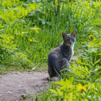 кошка которая гуляет сама по себе... :: navalon M