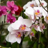 Цвет орхидеи :: Фотолюб *