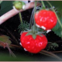 Новые ягодки созрели! :: Тарасова Вера 