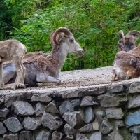 семейка :: аркадий 