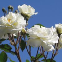 Красота и чистота белых роз :: Татьяна Смоляниченко