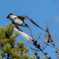 ракета :: Игорь Шабалин