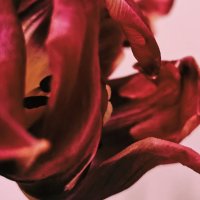 Цветок тюльпана -  как  танец Фламенко :: Елена Тарасова