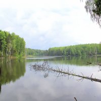 Лесное озеро. :: Николай Николаевич 