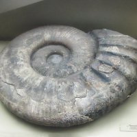 Ammonitoceras sp. :: SafronovIV Сафронов