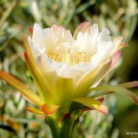 Цветок кактуса цереус. :: Валерьян Запорожченко
