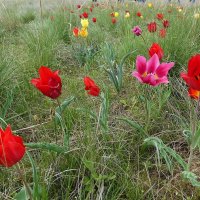 Степные тюльпаны Калмыкии :: Лидия Бусурина