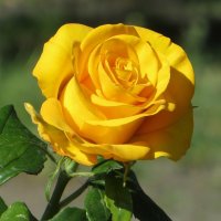 Роскошь жёлтой розы :: Татьяна Смоляниченко