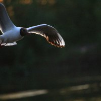 Озёрная чайка :: Владимир Кириченко