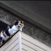 Кошка на балконе :: Teresa Valaine