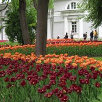 Тюльпаны на Елагином острове :: Маера Урусова