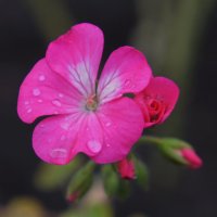 Капли дождя на цветке герани. :: сергей 