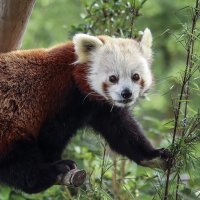 Лакомка панда :: Alexander Andronik