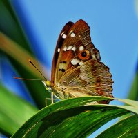 Мінливець малий, мінливець Ілія (Apatura ilia) — метелик з родини сонцевики (Nymphalidae), :: Ivan Vodonos
