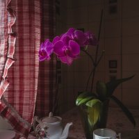 Орхидея. :: Олег Бабурин