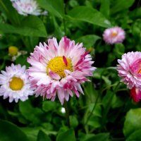 Летние цветы :: Антонина Гугаева