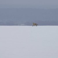 Рыжая плутовка :: Олег Денисов